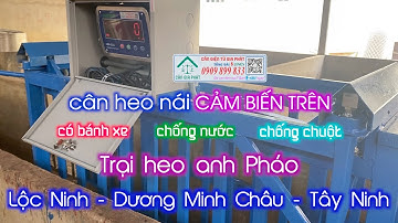 Cân điện tử cân heo 500kg chống nước chống chuột - trại heo anh Pháo ở Dương Minh Châu Tây Ninh