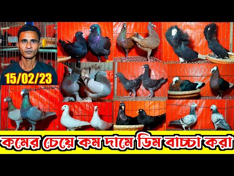ডিম+বাচ্চা করা ফেন্সি কবুতর কমের চেয়ে অনেক কম দামে কিনুন হাই কোয়ালিটি কবুতর বিক্রি হবে