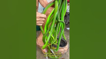 Pháp sư việt nam chuyên bắt rắn lục đuôi đỏ cực độc bằng tay không