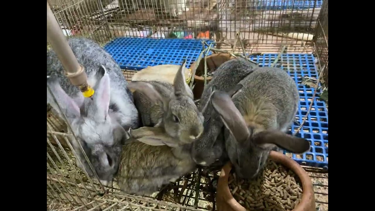 Criação de Coelhos como funciona