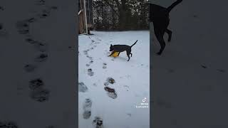 Winter Jolly Egg with Ashley Elizabeth Pit Bull 💕 by Veronica-Lynn Pit Bull 106 views 3 months ago 1 minute, 4 seconds