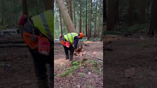 Ian practice taking down of an over 380mm hung up tree, hinge reduction and use of a winch/operator