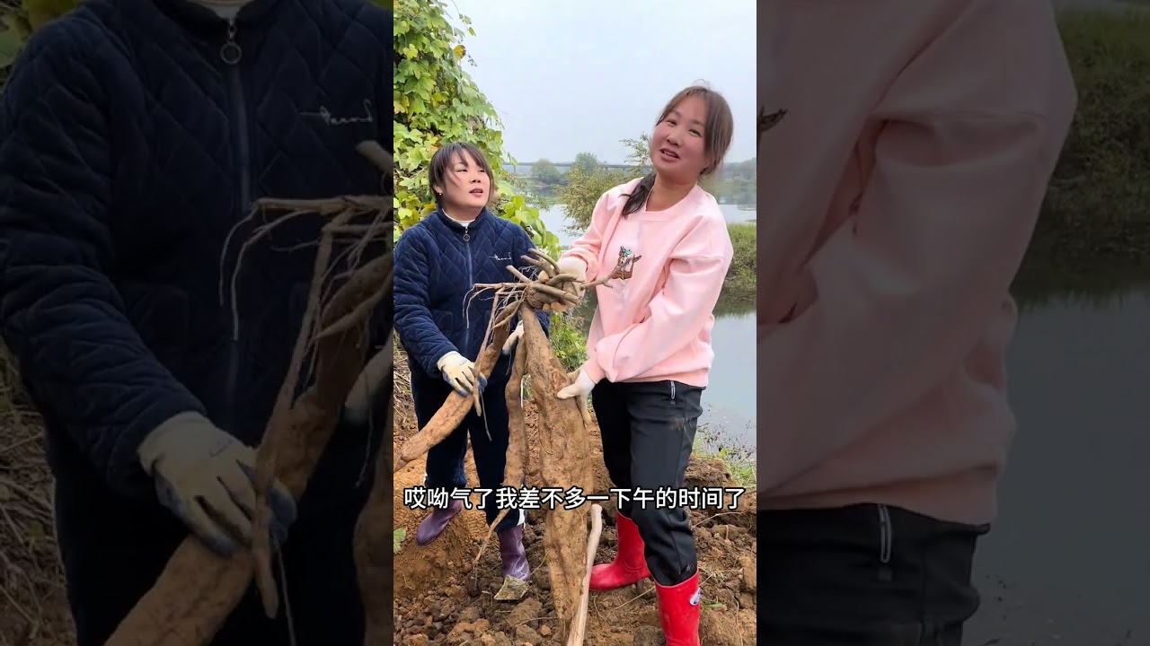 农村人的快乐就是这么简单，现在是挖葛根的季节多挖点打粉留着慢慢吃