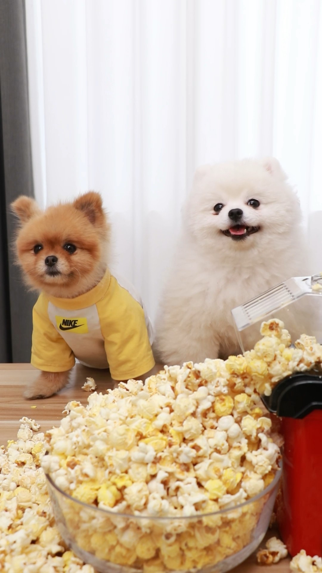 Coco chef is at work????#cococutiepom #funny #dog #popcorn