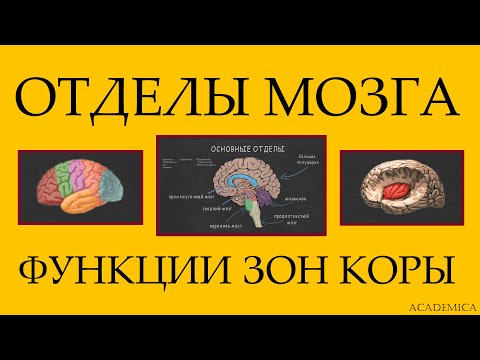 Видео: Является ли передняя поясная кора частью лобной доли?