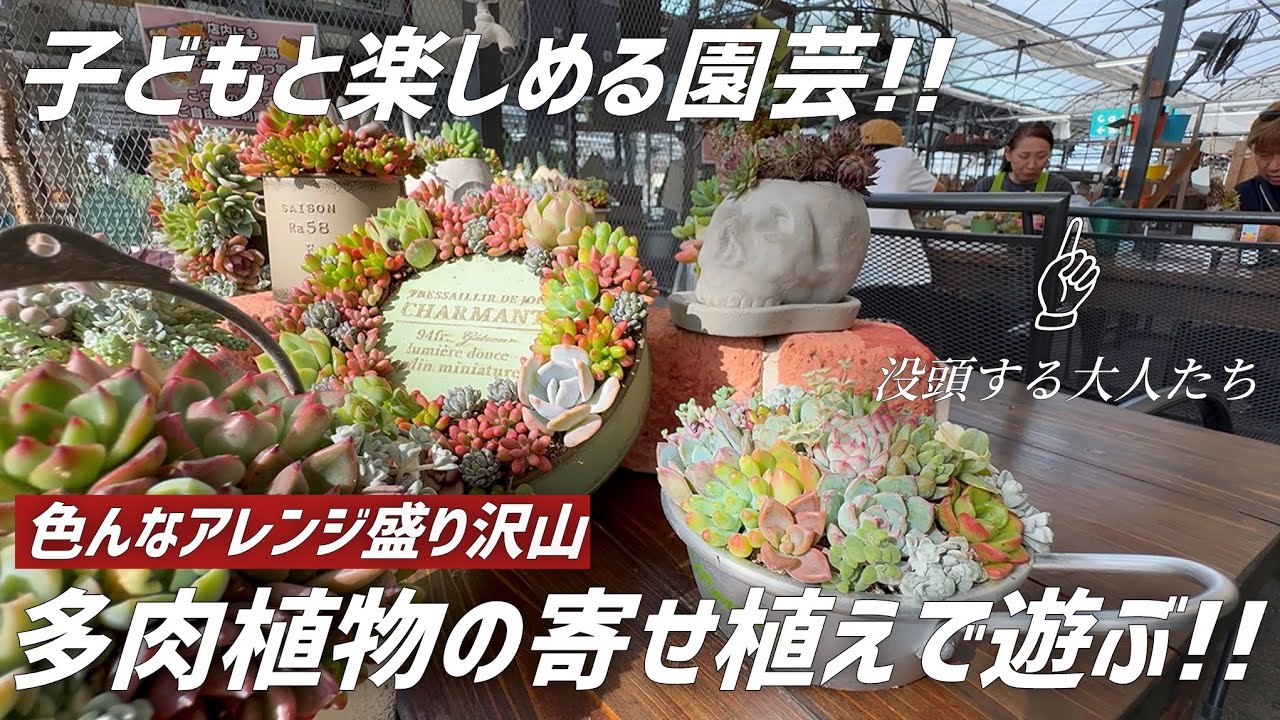 【多肉植物】誰でも簡単に楽しめる多肉寄せ植えで個性爆発な作品が出来上がりました!!