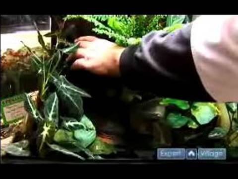 Vidéo: Prendre soin des têtards, de l'œuf à la grenouille