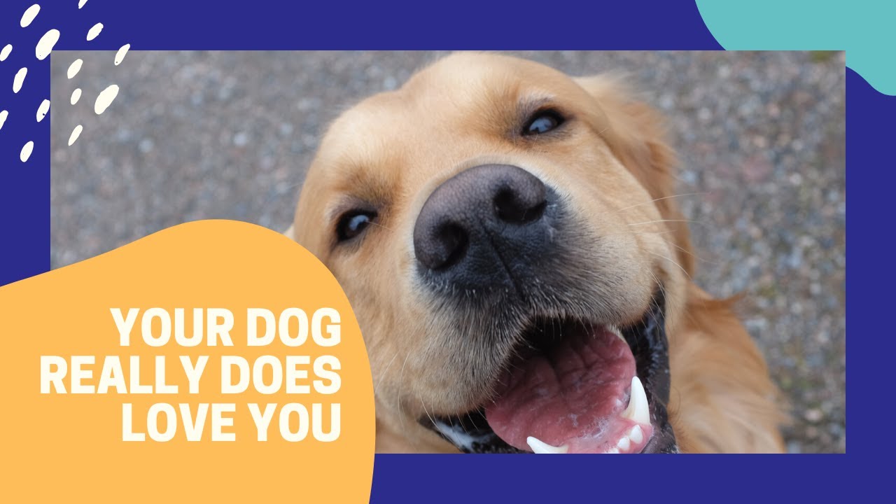 Does my dog really love me? YouTube