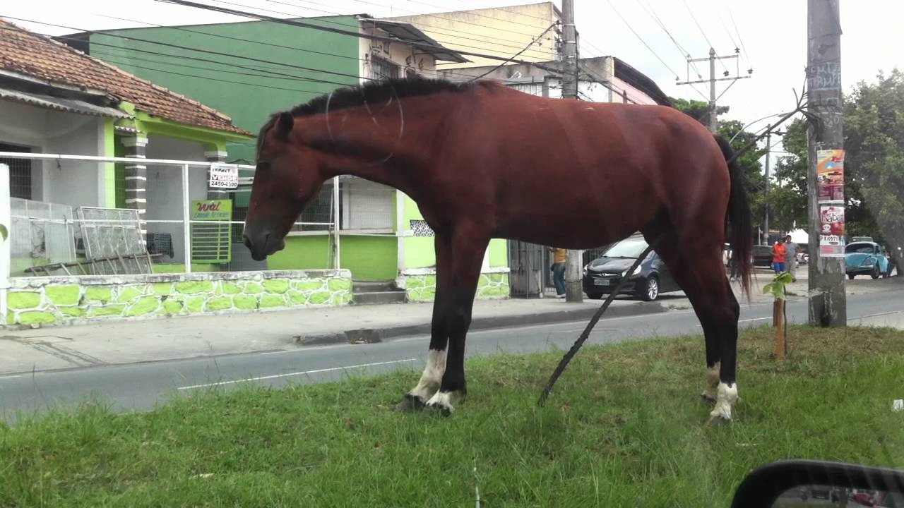 cavalo