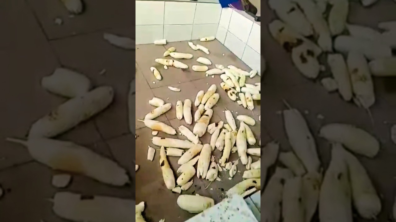 Cassava Peeler