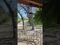 Humming bird