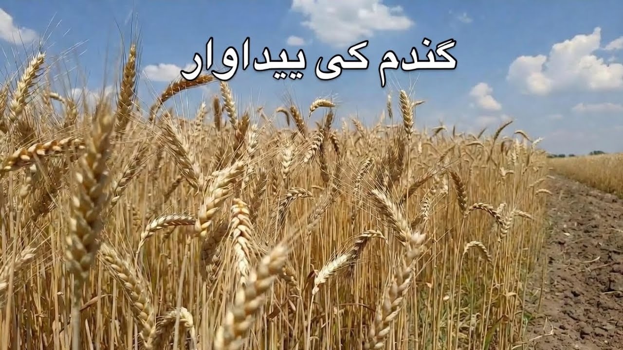 گندم کی پیداوار کے حوالے سے ایک معلوماتی ویڈیو 