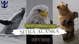 Whales, Bears & Eagles in Sitka Alaska | Royal Caribbean Excursion