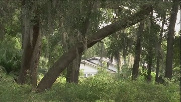 The plea to save 100-year-old oak trees from construction plans