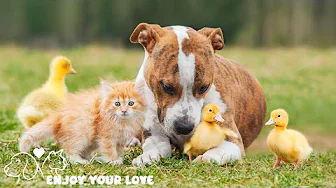 DOG TV: Best Videos to Entertain & Relax Dogs When Home Alone - All-Day Happy & Fun Music for Dogs