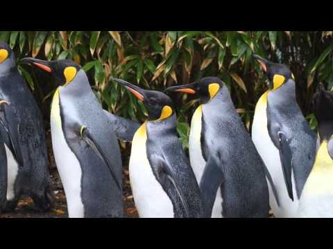 Video: Skillnaden Mellan King Penguins Och Emperor Penguins