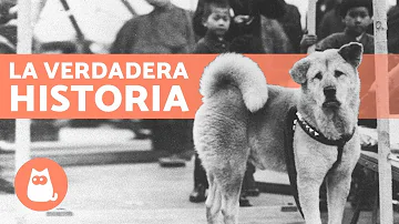 ¿Cuál es el perro más fiel a su dueño?