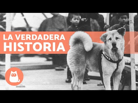 Video: Akita Inu japonesa: La historia de Hachiko, el perro leal