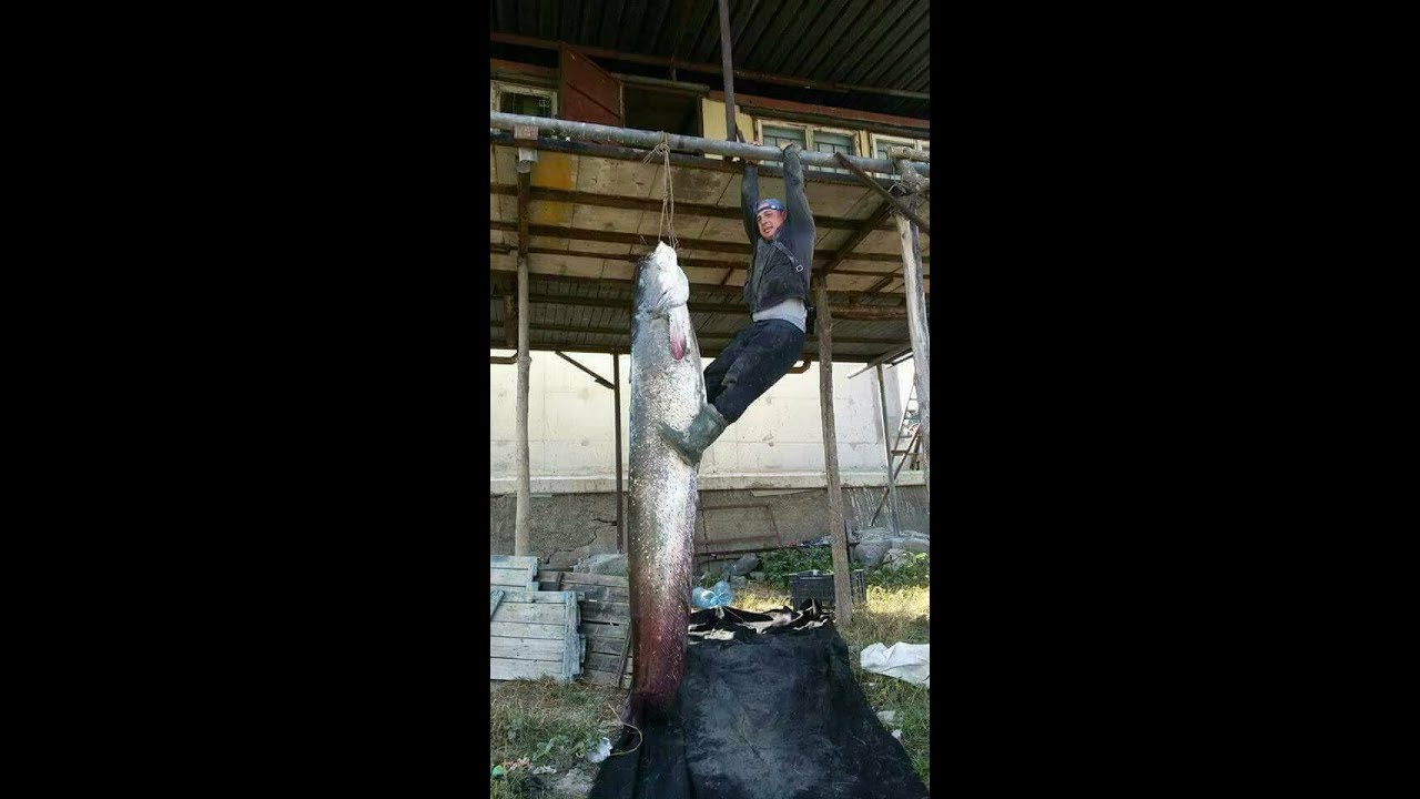 3m.25cm./217kg. The Biggest Catfish in the World !
