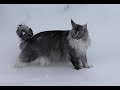 Maine Coon Felix. Snowcat in  winter Norway