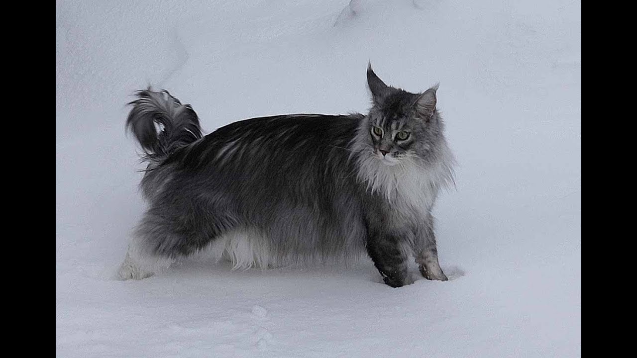 Maine Coon Felix. Snowcat in winter Norway YouTube