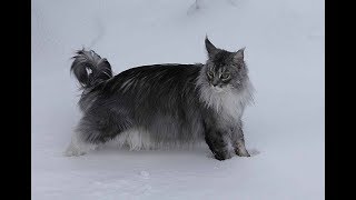 Maine Coon Felix. Snowcat in  winter Norway by Maine Coon Felix 49,506 views 5 years ago 3 minutes, 10 seconds