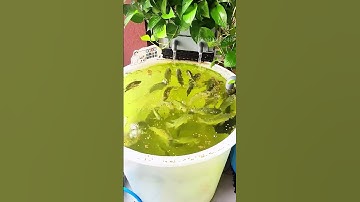 Phương pháp nuôi cá tại nhà tiết kiệm