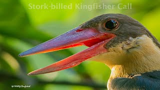 Kingfisher song-Bird Call~ Kingfisher Real call/Stork-billed Kingfisher's Call