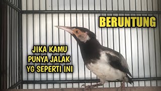 Kenali ciri ciri jalak suren anakan prospek berbakat usia 4 bulan keatas