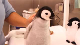 Baby Penguin Gets Hand Fed For First Time Super Cute Animal 2020