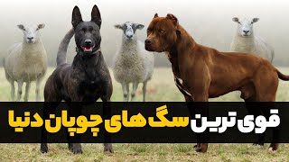 10 تا از قوی ترین سگ های چوپان | بهترین سگ های گله