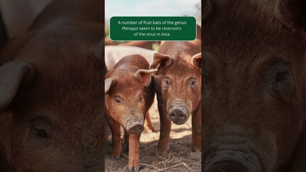 Nipah Virus Infection in Pigs | Merck Veterinary Manual