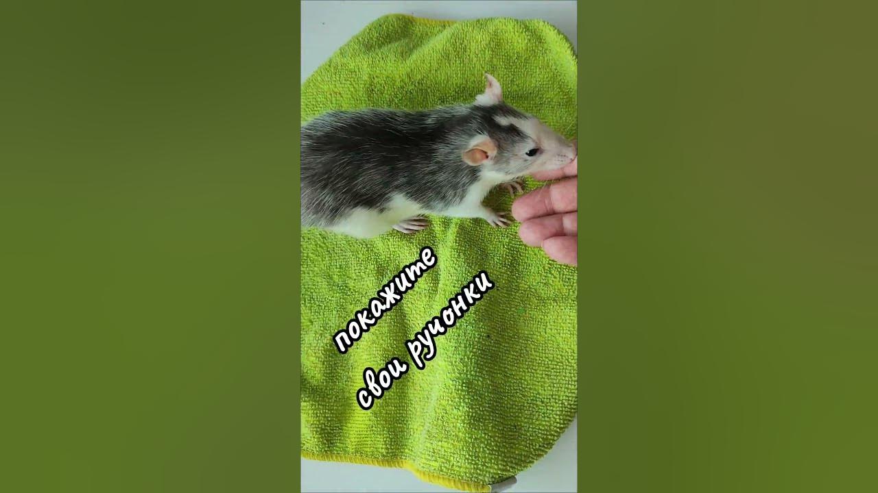 ручонка - YouTube