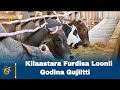 Kilaastara Furdisa Loonii  Godina Gujiitti