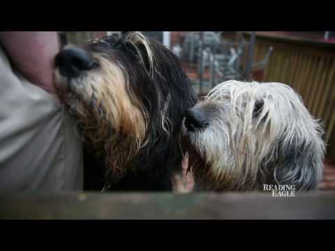 Video: Otterhound-honde Ras Allergene, Gesondheid En Lewensduur