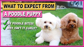 TOY POODLE PUPPY 10 Things to Expect AFTER Getting One| The Poodle Mom