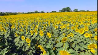 Sunflower Farm drone view HD video