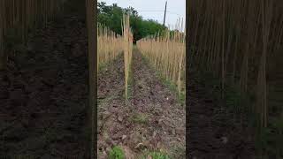 La pépinière Terra'Terre