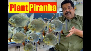 What is a PLANT PIRANHA ?? Best tips for keeping an aquarium with silver dollar fish 4K