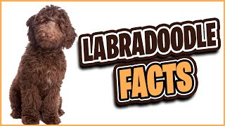 Fact Check: 10 Things You Need to Know About Labradoodles by Alpha Match  9 views 1 year ago 10 minutes, 55 seconds