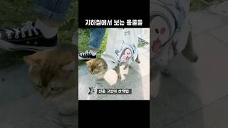 지하철에서 보는 동물들