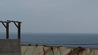 徳之島クジラがジャンプ