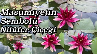 Bahçedeki Nilüfer Çiçeği / Su Bitkisi /Lotus Flower