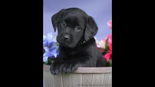 Labrador Compilation - Cute and Funny #12