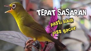 MASTERAN KECIAL KUNING || ANTI PANAS DALAM SEKEJAP SAJA BIKIN JOSS GACOR