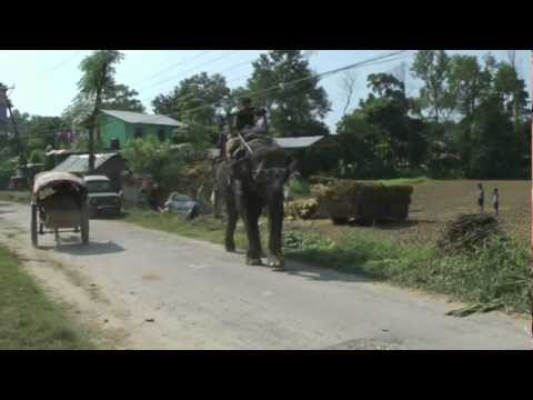 Gra walking through Sauraha Village, Nepal