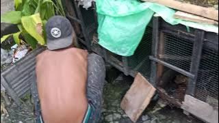 TERNAK BURUNG RUAK RUAK!! Hasilnya seperti ini#ternakruakruak