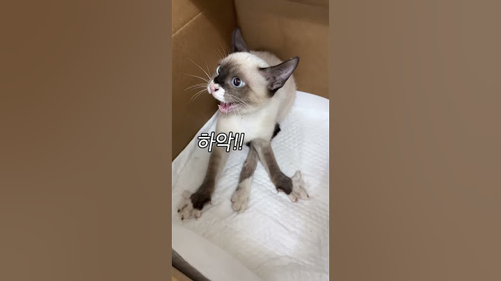 너도 같이 가자  #아기고양이 #고양이입양 #코숏