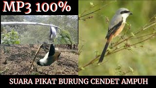 MP3 SUARA PIKAT BURUNG CENDET AMPUH