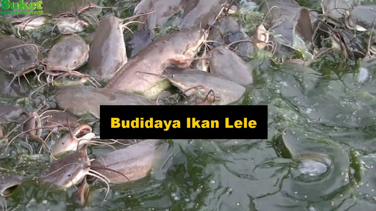 Budidaya Ikan Lele Dalam Kolam Plastik YouTube